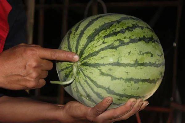 延津县吃瓜,瓜果飘香，品味乡愁