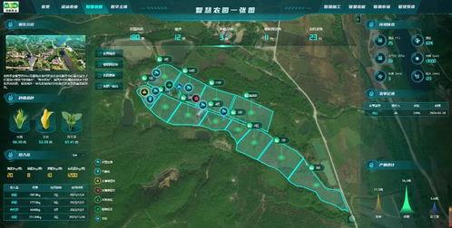 上安村 吃瓜,瓜田里的欢乐时光