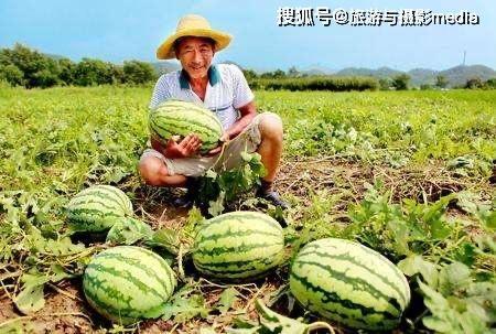 河北吃大瓜,大瓜的独特风味与地方特色