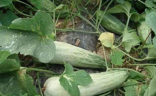 酥瓜直接吃吗,可直接食用的天然美味