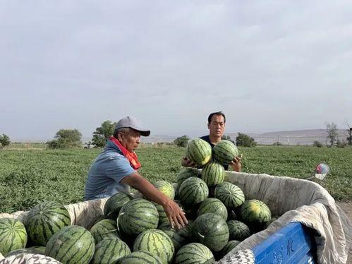 吃瓜铁梨花,揭秘娱乐圈背后的瓜田梨树