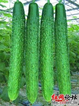 吃不得的瓜,揭秘那些让人望而却步的禁忌美食