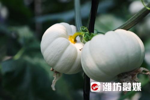 潍坊吃瓜酒店,体验别样休闲时光