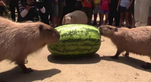 吃瓜感冲突,吃瓜群众的甜蜜烦恼