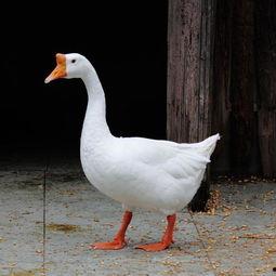 鹅吃瓜我吃饿知乎