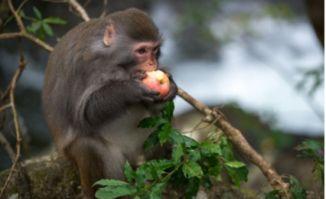 纺织城猴子吃瓜,一场吃瓜引发的欢乐盛宴