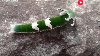 吃瓜搞笑动物视频素材,笑料横生！搞笑动物吃瓜视频大盘点