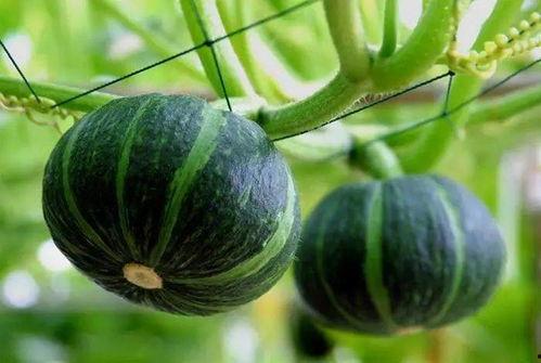 星眠吃瓜玫瑰,揭秘明星背后的甜蜜与苦涩