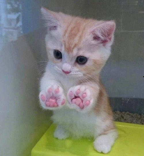 吃瓜肥猫猫ai头像,吃瓜肥猫猫的趣味演绎