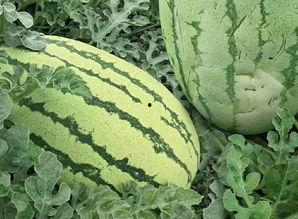 吃瓜要有吃瓜的样子,揭秘吃瓜群众的吃瓜之道