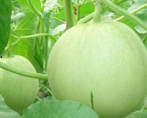 爱瓜孕妇可以吃吗,安全与营养两不误