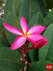 五瓣小花吃瓜,探寻神秘瓜果的奇幻之旅