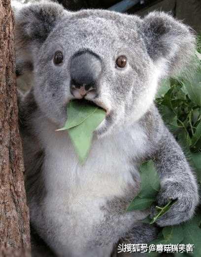 吃瓜的考拉,揭秘娱乐圈的幕后故事