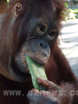 网红猩猩吃瓜事件,揭秘动物界的“网红”现象