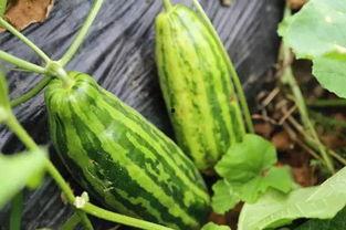 瓜吃瓜长什么意思,揭秘网络流行语的奇妙演变