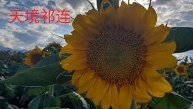 大漠头条免费吃瓜,免费吃瓜活动，畅享夏日清凉！