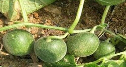 碧水吃瓜作者,揭秘网络红人的幕后故事