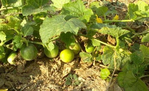 屎瓜罗怎么吃,解锁美味新体验