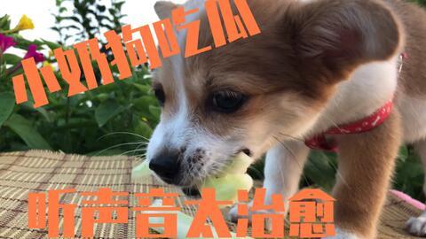 狗吃瓜声控,揭秘狗狗的独特沟通方式