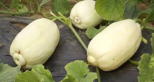 潍坊近期吃瓜事件